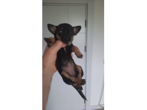 Sağlıklı Minyatür Pinscher Yavrular