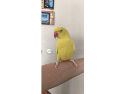 Mutasyon Pakistan Papağanı Evcil