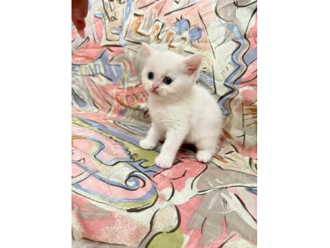 Dişi British Shorthair Tüm Eğitimler Tam