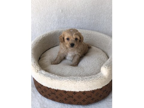 Maltipoo A Kalite Yavrular