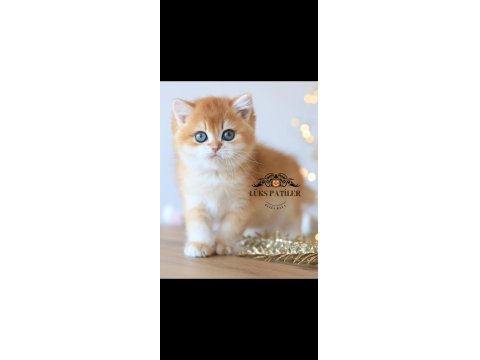 Işıltılı Golden British Shorthair Ny11