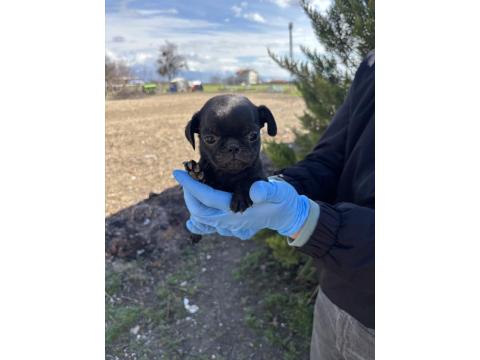 45 Günlük Siyah Pug Mops