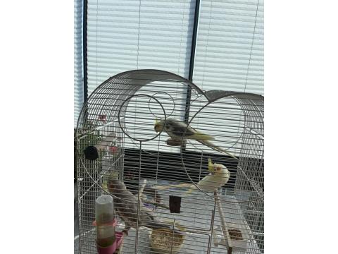 Sultan Papağanları