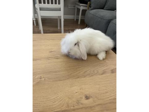 Mini Lop Tavşan 6 Ocak 2026 Doğumlu