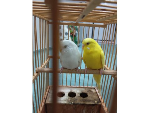 Çift Muhabbet Kuşu