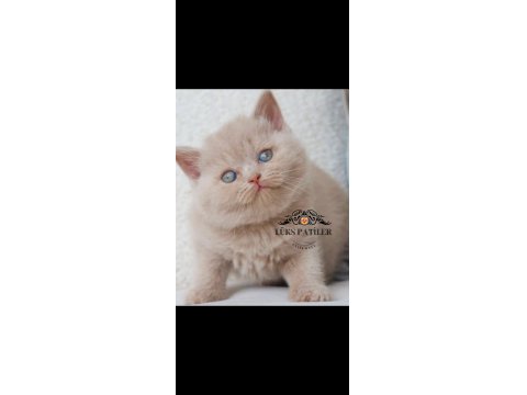 Mavişim Lilac British Shorthair