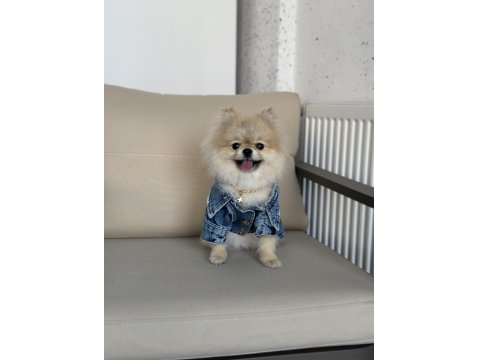 Pomeranian Boo Teddy Bear Yavrumuz