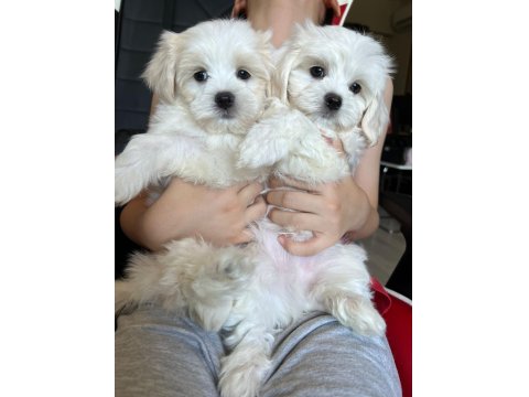 Sevimli Maltese Minikler