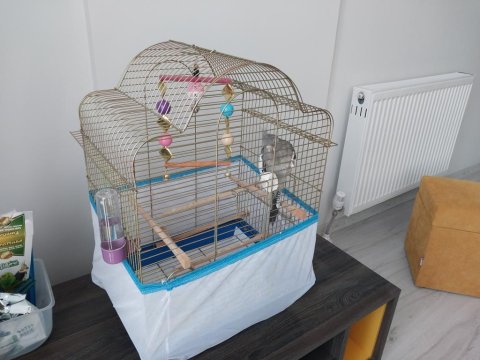 Sultan Papağanı 7 Aylık