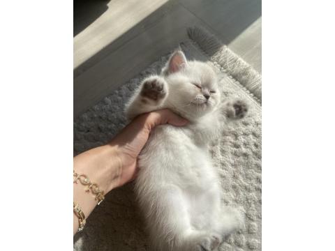 1 Aylık Maviş British Shorthair Yavrularımız