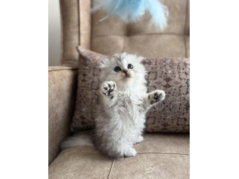 Wcf Kayıtlı Scottish Fold Longhair - Özel Üretim Yavru