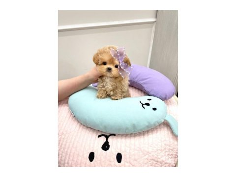 Toy Poodle Birbirinden Güzel Yavrular