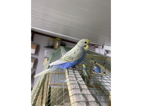 Ele Alıştırmalık Yerli Muhabbet Kuşu Yavrular Yeme Düştü