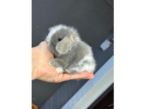 Cüce Hollanda Ve Mini Lop Tavşanları Her Yere Gönderim Var