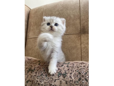 Şecereli Soy Irk Garantili British Shorthair Silver Bebeğimiz.