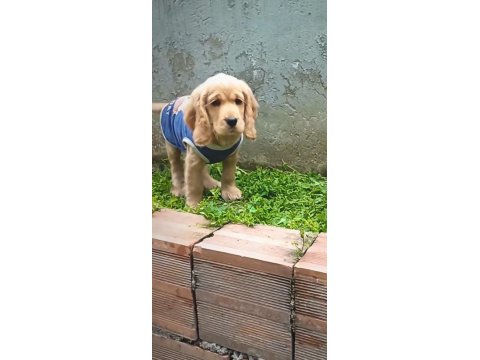 A Kalite Amerikan Cocker