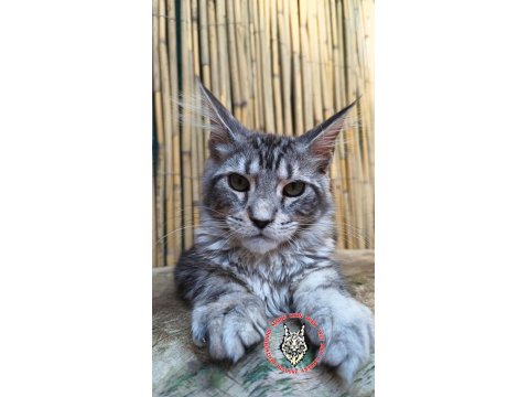 Maine Coon Türk - Mco Cattery