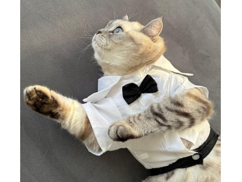 Mars'a Yuva Arıyoruz - Ücretsiz Scottish Straight