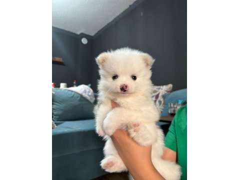 Dişi Pomeranian Spitz Yavrumuz Sahiplendirilecektir
