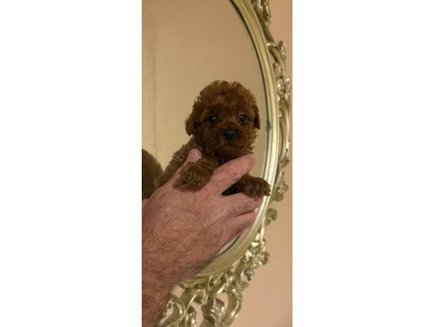 Küçük Şeker Poodle Minikler