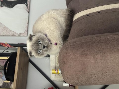 Kedimiz Miya İçin Yuva Arıyoruz