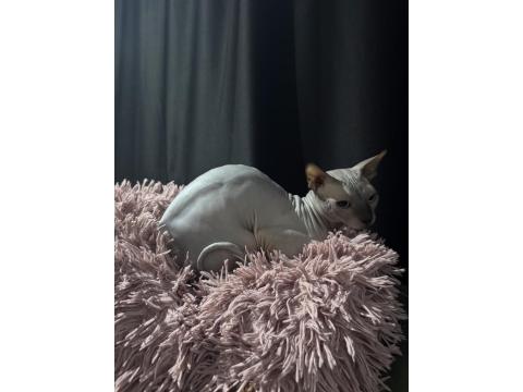 Yurtdışına Taşınacağım İçin Sfenks Kedimi Sahiplendiriyorum