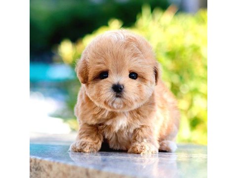 Toy Poodle Köpeklerim