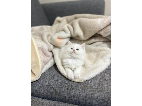 Lekesiz White British Shorthair Bebekler
