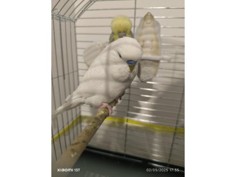 Albino Jumbo Erkek Muhabbet Kuşu