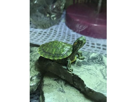 Su Kaplumbağaları Ve Tüm Malzemeleri Ayağınıza Geldi