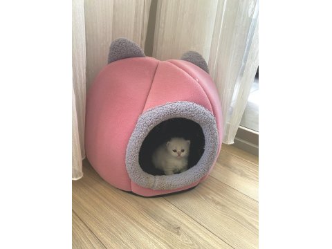 5 Adet British Yavrularımız