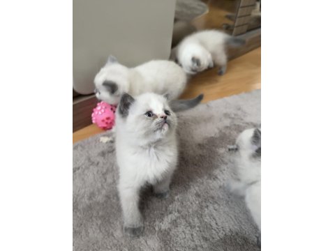 Safkan British Bluepoint British Shorthair