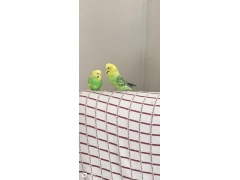 Uygun Muhabbet Kuşu