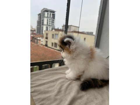 Şeker Gibi Calico Dişi Persian