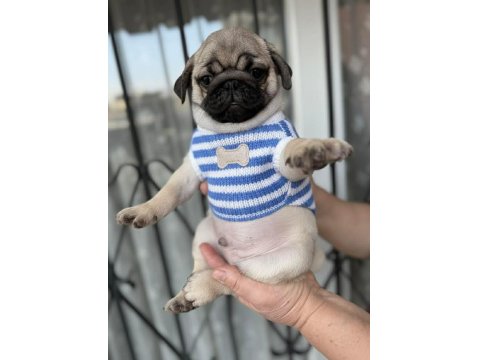 Pug Mops Yavru Köpekler