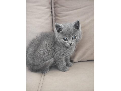 Pofuduk Erkek British Shorthair Yavrular Yuvalarını Arıyor