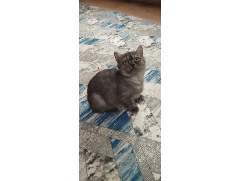 5 Aylık Teslime Hazır Erkek Yavru Kediler