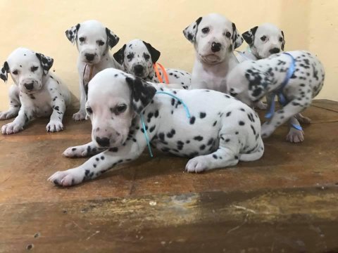 Dalmaçyalı Yavruları
