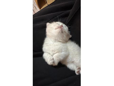 Prenses Kedimiz Yeni Yuvasını Arıyor!