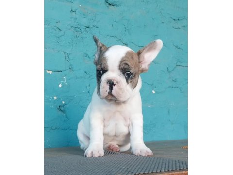 French Bulldog Yavruları