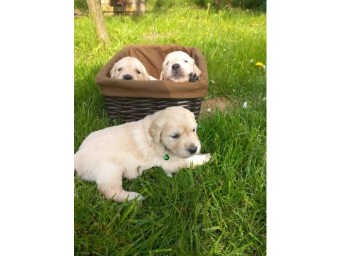 Golden Retriever Yavrular Gelip Görerek Alabilirsiniz Adrese Teslimat Var