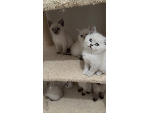 Bakımları Özenle Yapılmış British Shorthair Yavrular