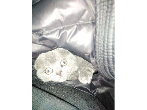 3 Aylık Erkek British Kedimiz