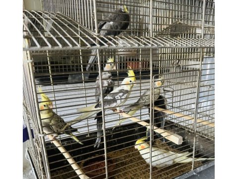 Sultan Papağanlar Toplu Ya Da Adetli Olarak Sahiplendirilecektir