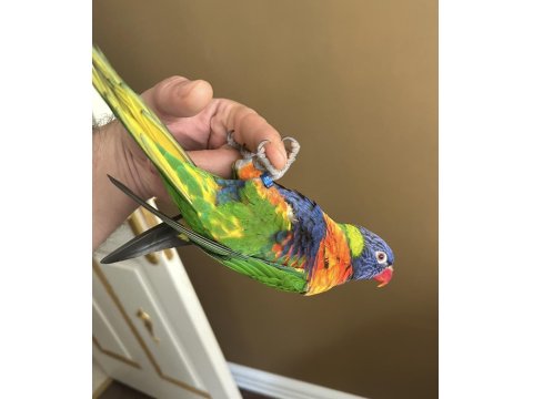 Özel Eğitimli Dans Eden Konuşan Maskot Lori