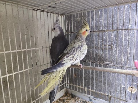 Sağlıklı Sultan Papağanları