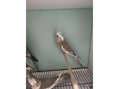 45 Günlük Yeme Yeni Düşen Muhteşem Renk Sultan