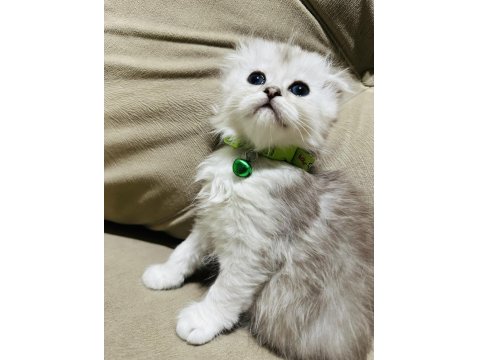 British Kedimize Yuva Arıyoruz