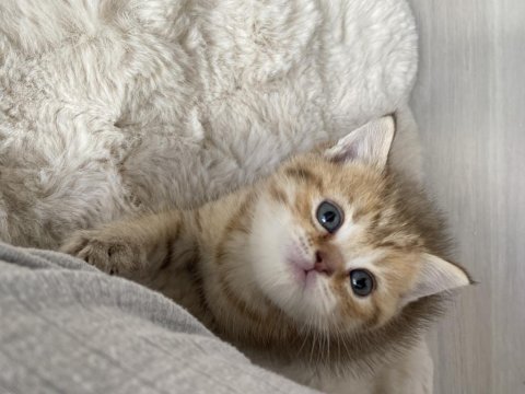 2 Aylık British Shorthair