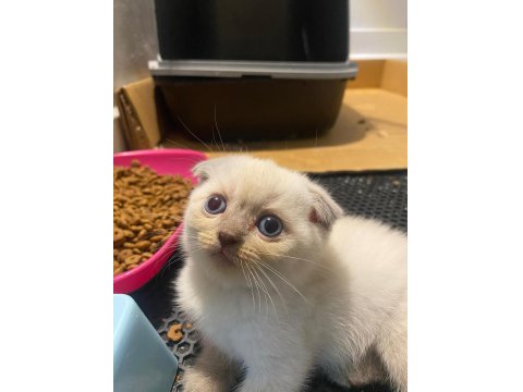 British Straight Beyaz Mavi Göz